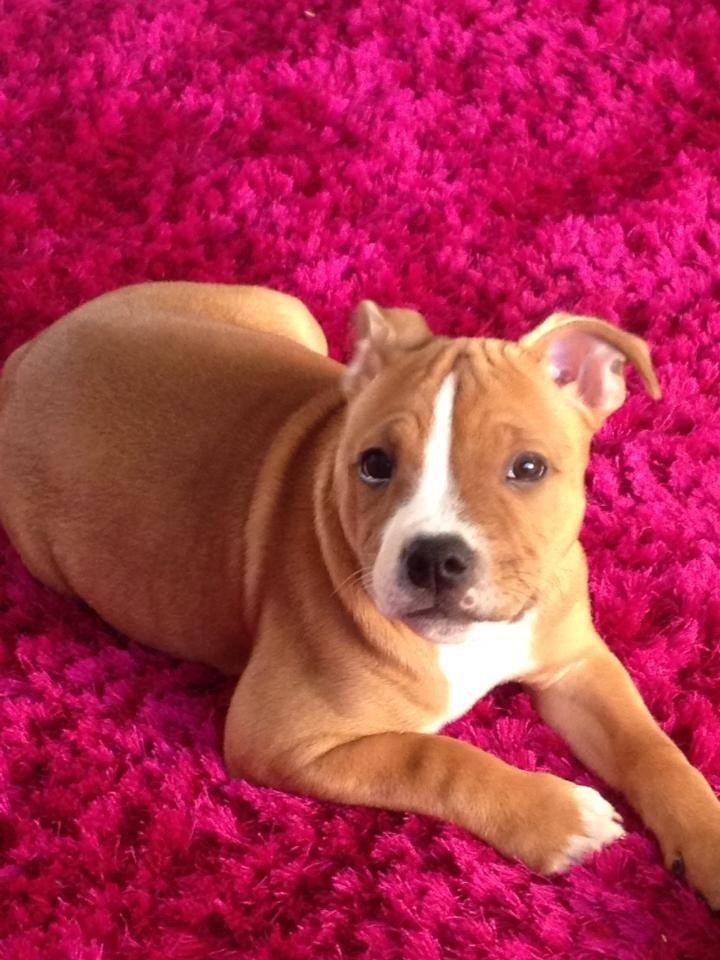 Staffordshire bull terrier Deestaff. Through Mr. Bou. Aka Brady billede 14