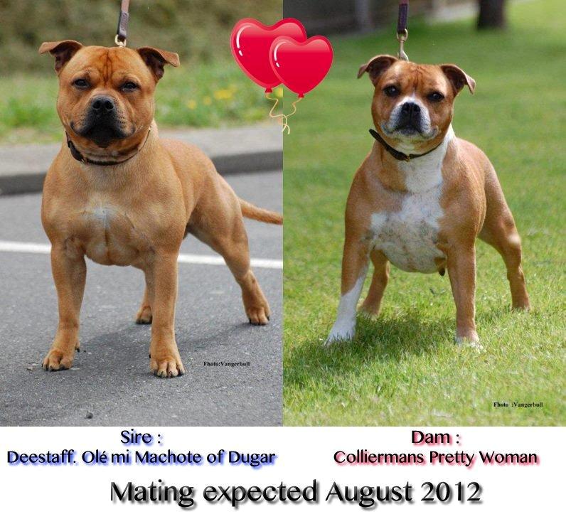 Staffordshire bull terrier Deestaff. Through Mr. Bou. Aka Brady - Far og mor til Brady.  billede 16