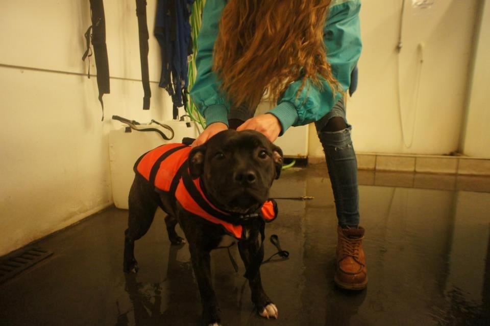 Staffordshire bull terrier Runstaffs Let's Rock Reggae - En vandhund.. billede 5