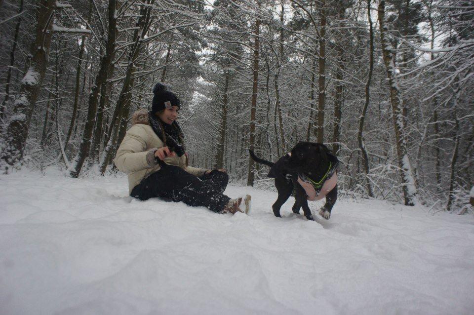 Staffordshire bull terrier Runstaffs Let's Rock Reggae billede 9