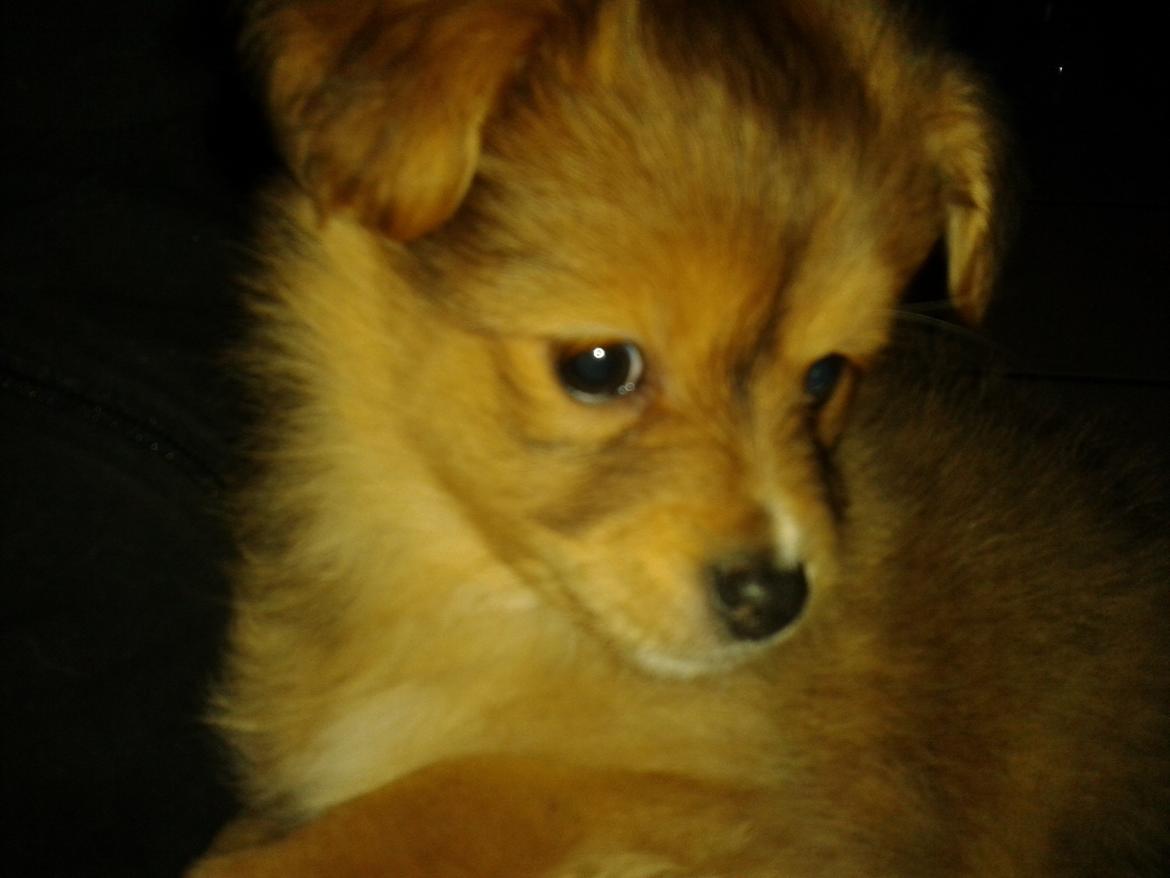 Blanding af racer soffi - første møde hos opdrætter billede 1