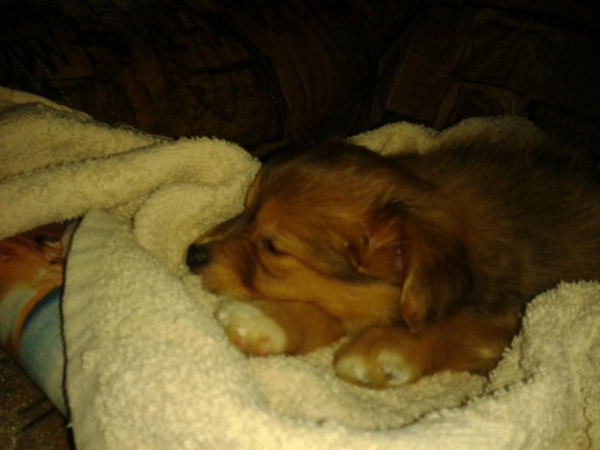 Blanding af racer soffi - efter en lang køre tur hjem til mig :-) billede 2