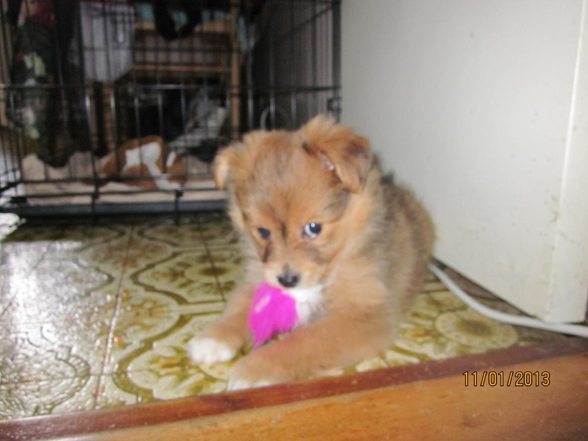 Blanding af racer soffi - jeg er ikke så stor endnu så min nye mor gav mig en lille lege mus  billede 3