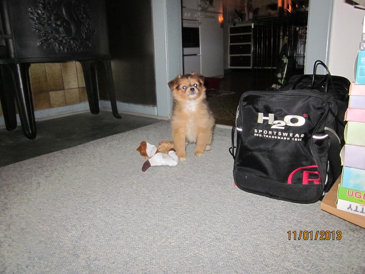 Blanding af racer soffi billede 4