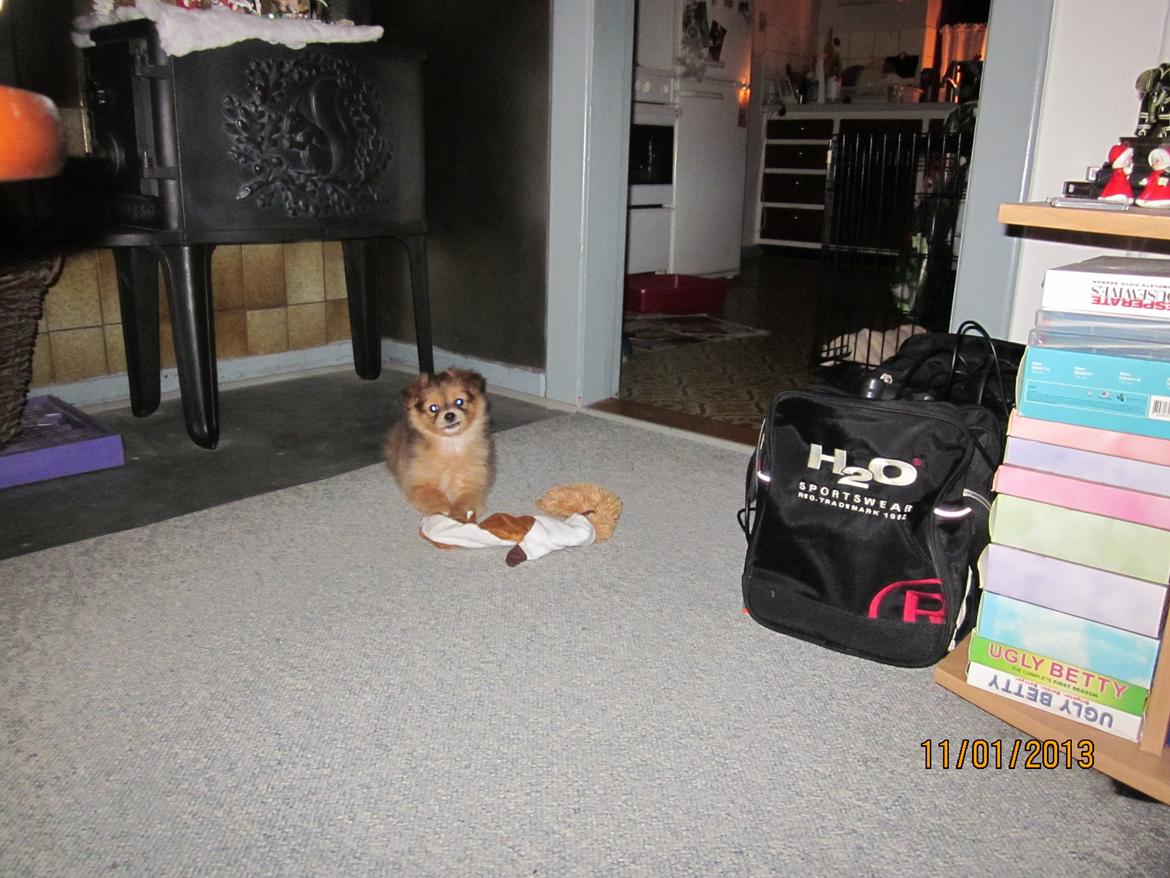 Blanding af racer soffi billede 5