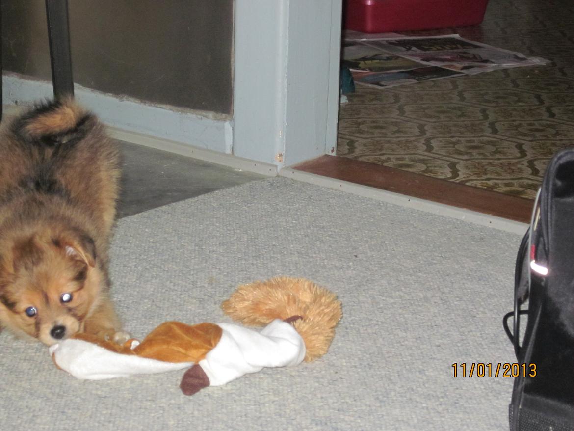 Blanding af racer soffi billede 6