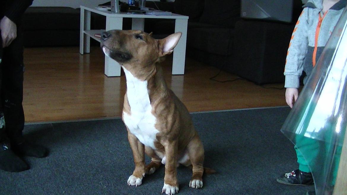 Bullterrier miniature Bosco billede 17