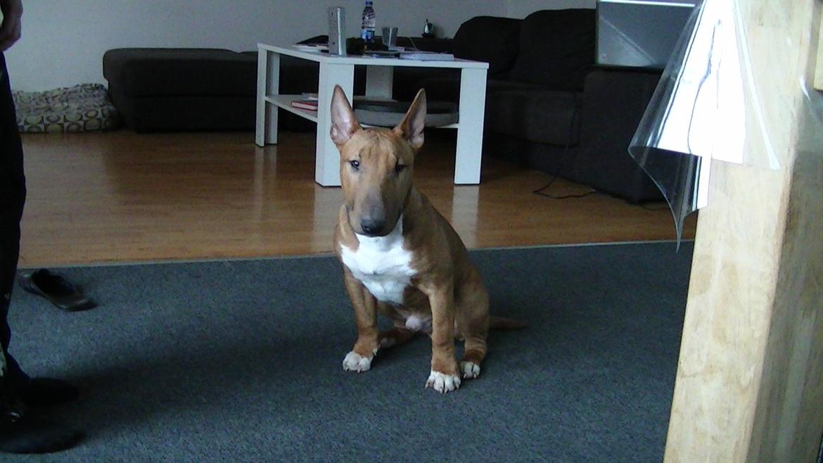 Bullterrier miniature Bosco billede 18