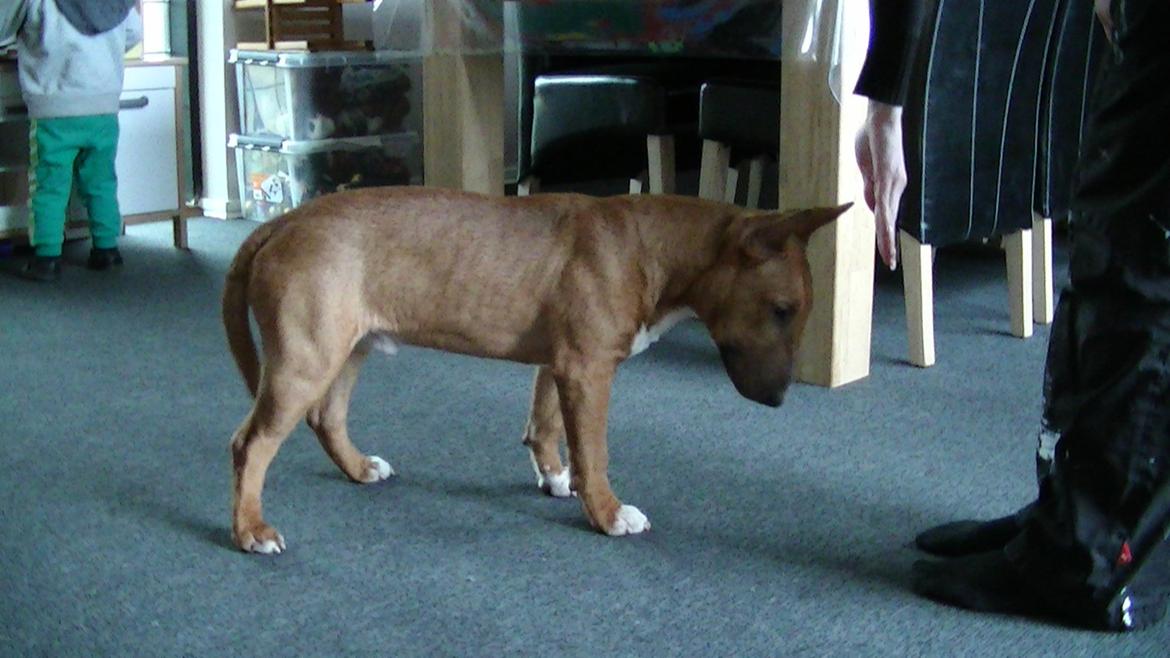 Bullterrier miniature Bosco billede 19