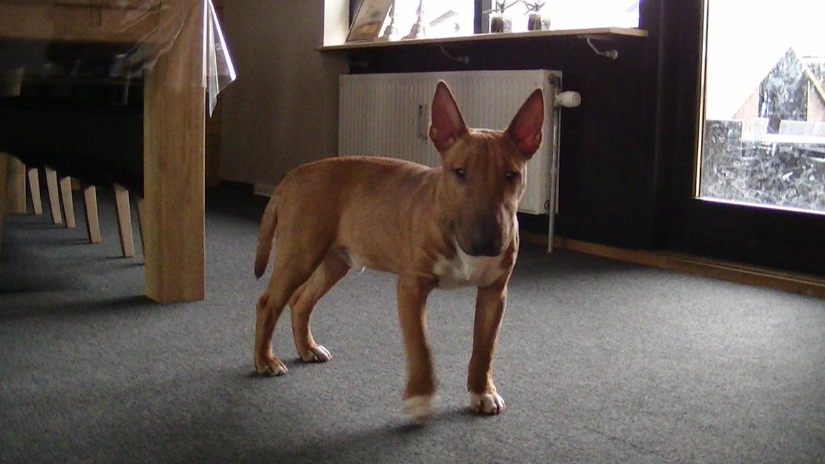 Bullterrier miniature Bosco billede 20