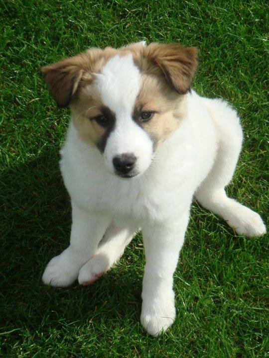 Blanding af racer Aslan billede 3