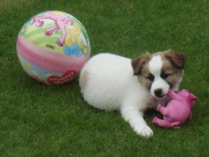 Blanding af racer Aslan - Aslan som hvalp billede 4