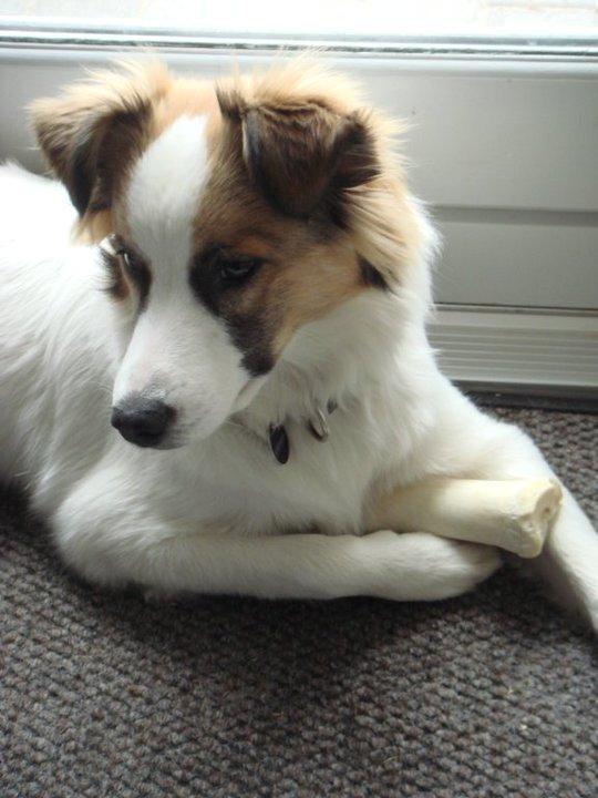 Blanding af racer Aslan billede 6