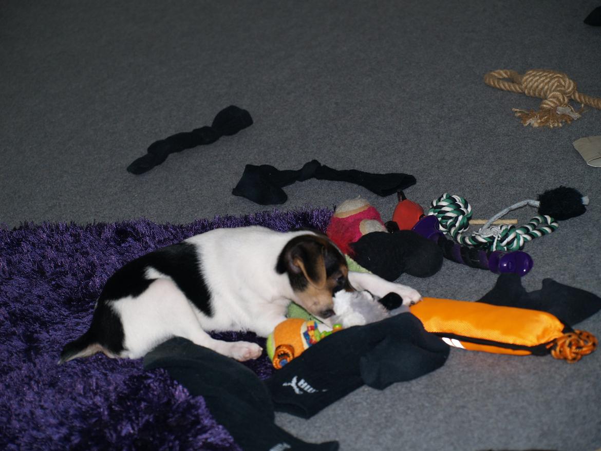 Dansk svensk gaardhund LisBeth billede 2