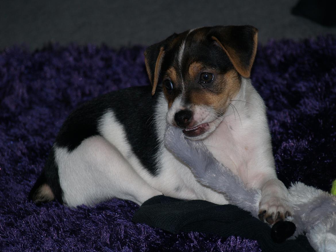 Dansk svensk gaardhund LisBeth billede 1