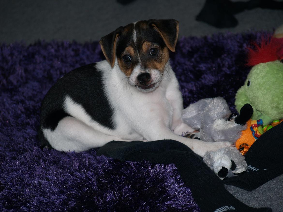 Dansk svensk gaardhund LisBeth billede 3