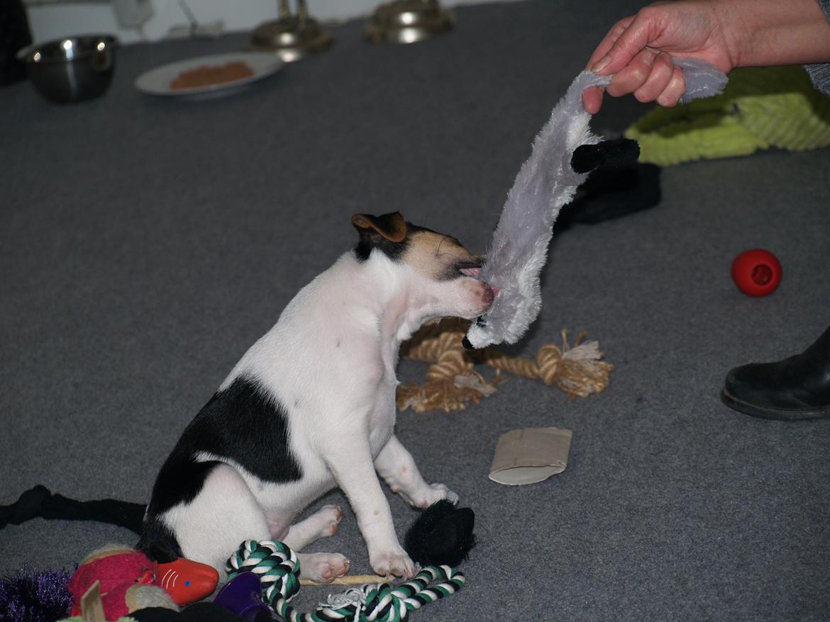 Dansk svensk gaardhund LisBeth billede 4