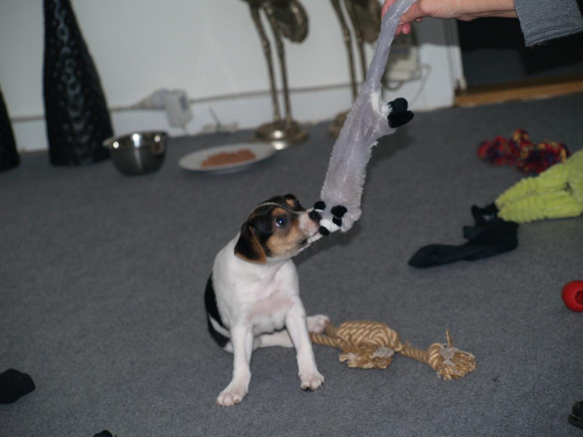 Dansk svensk gaardhund LisBeth billede 5