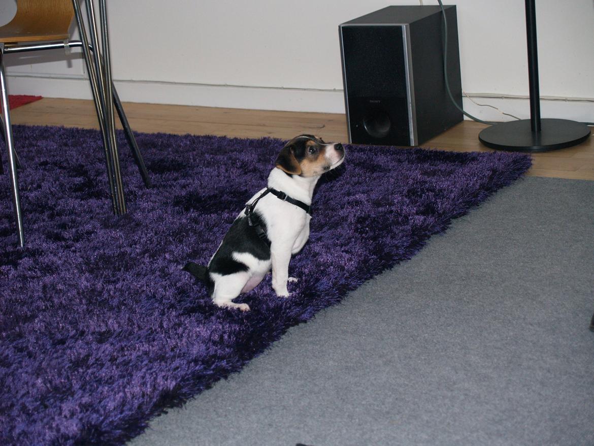 Dansk svensk gaardhund LisBeth billede 6