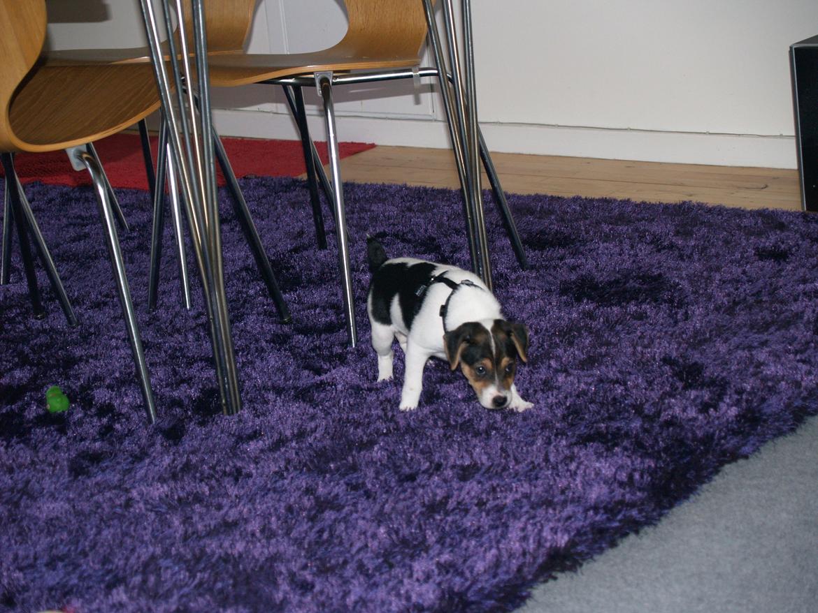 Dansk svensk gaardhund LisBeth billede 7