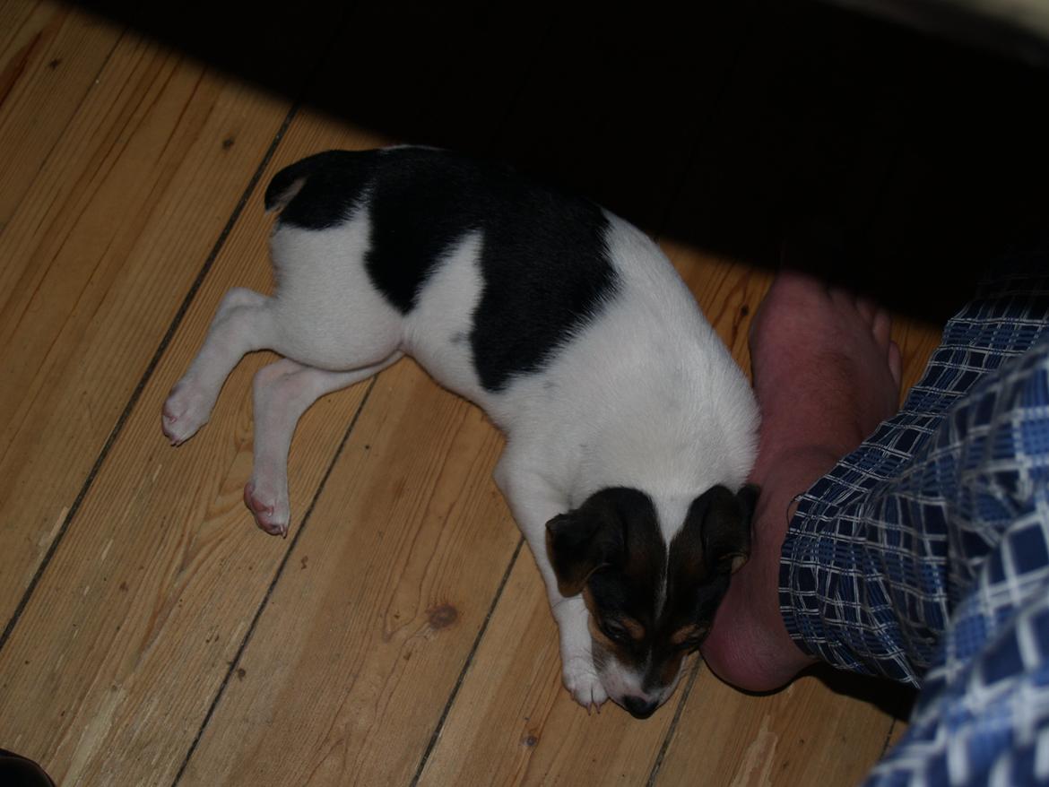 Dansk svensk gaardhund LisBeth billede 8