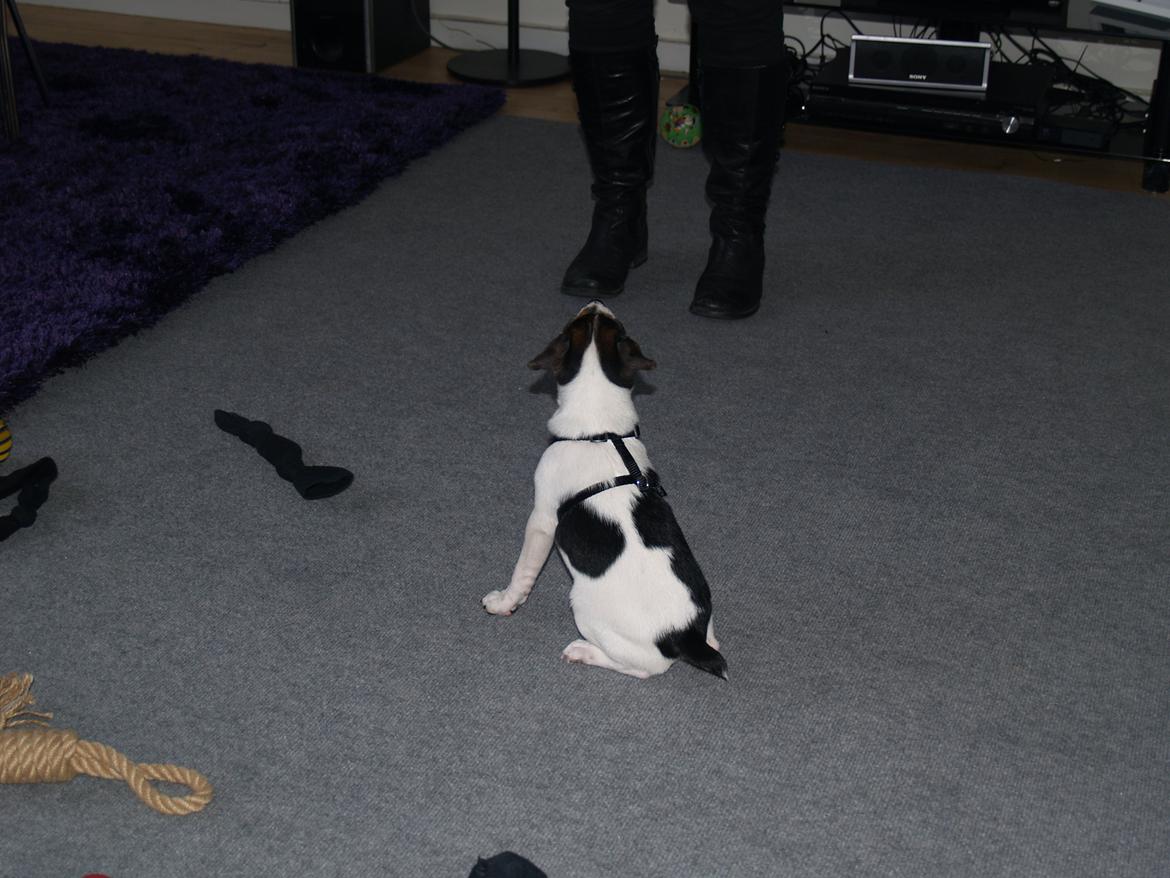 Dansk svensk gaardhund LisBeth billede 9