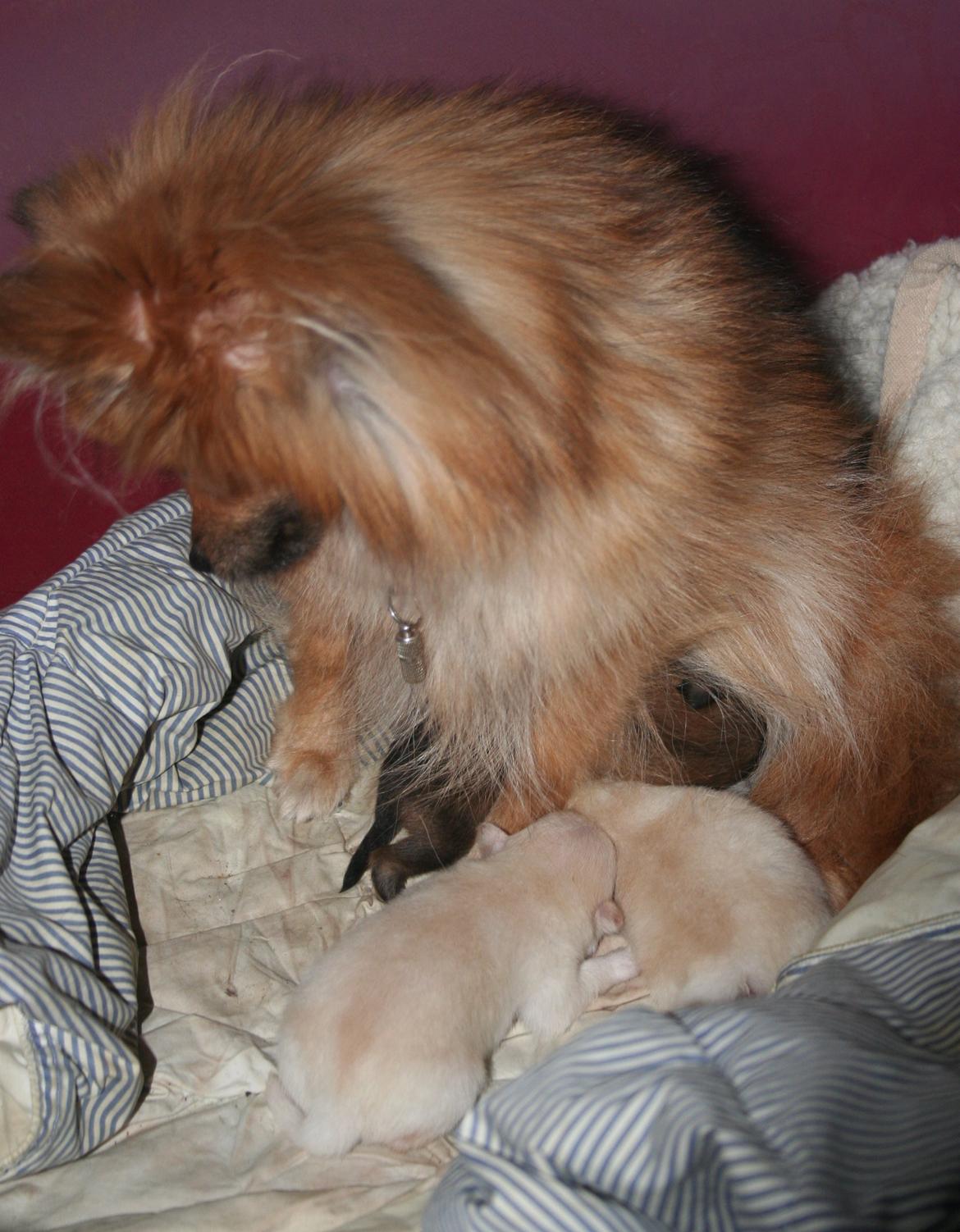 Pomeranian Maggie - 3 hvalpe 1.3.13 billede 18