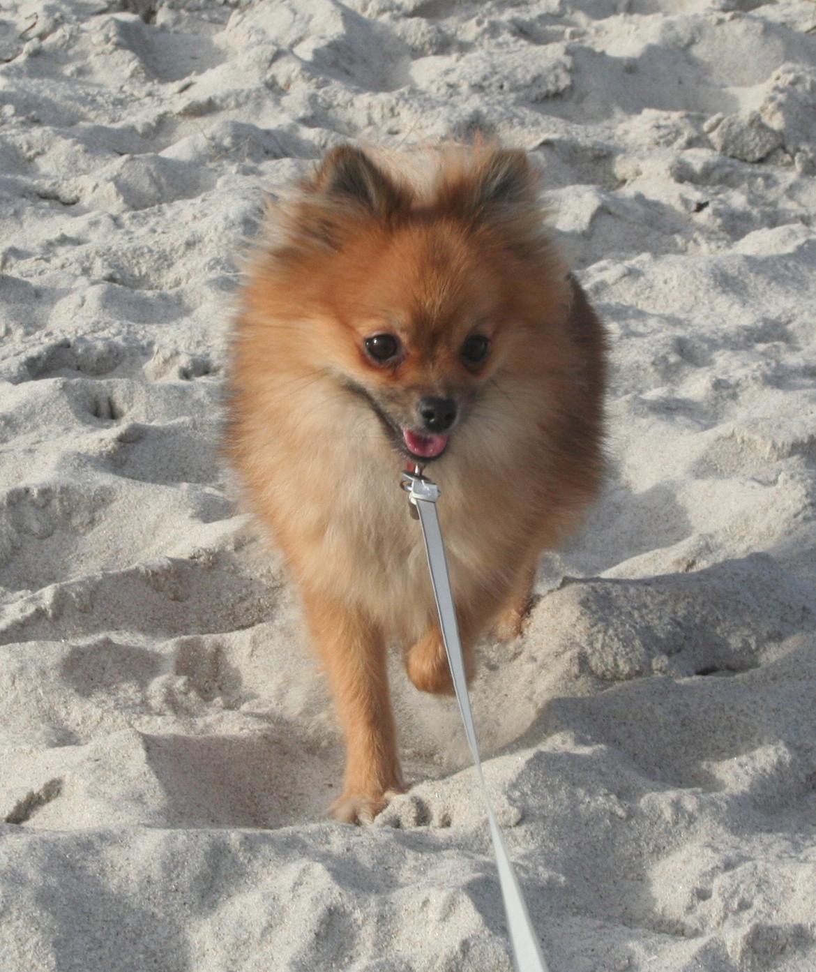 Pomeranian Maggie - på stranden efterår 2012 billede 19