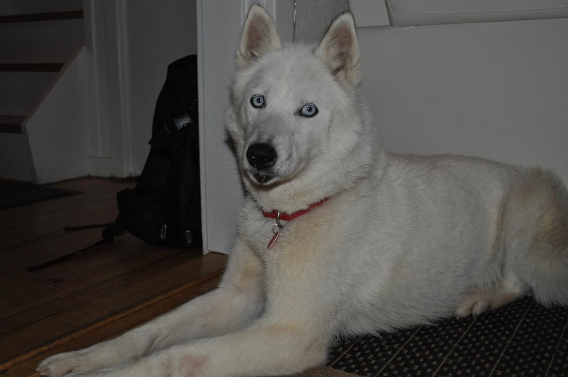 Siberian husky Tori - Tori 5 år billede 8