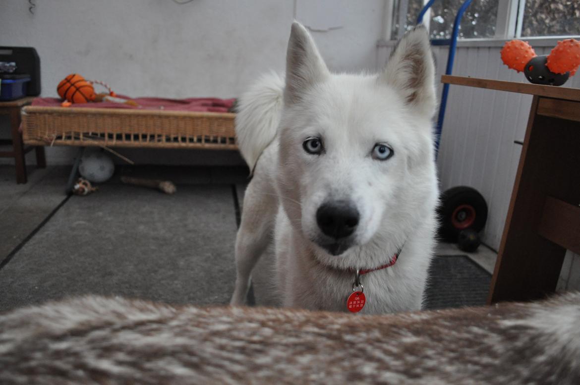 Siberian husky Tori - Tori 5 år billede 9