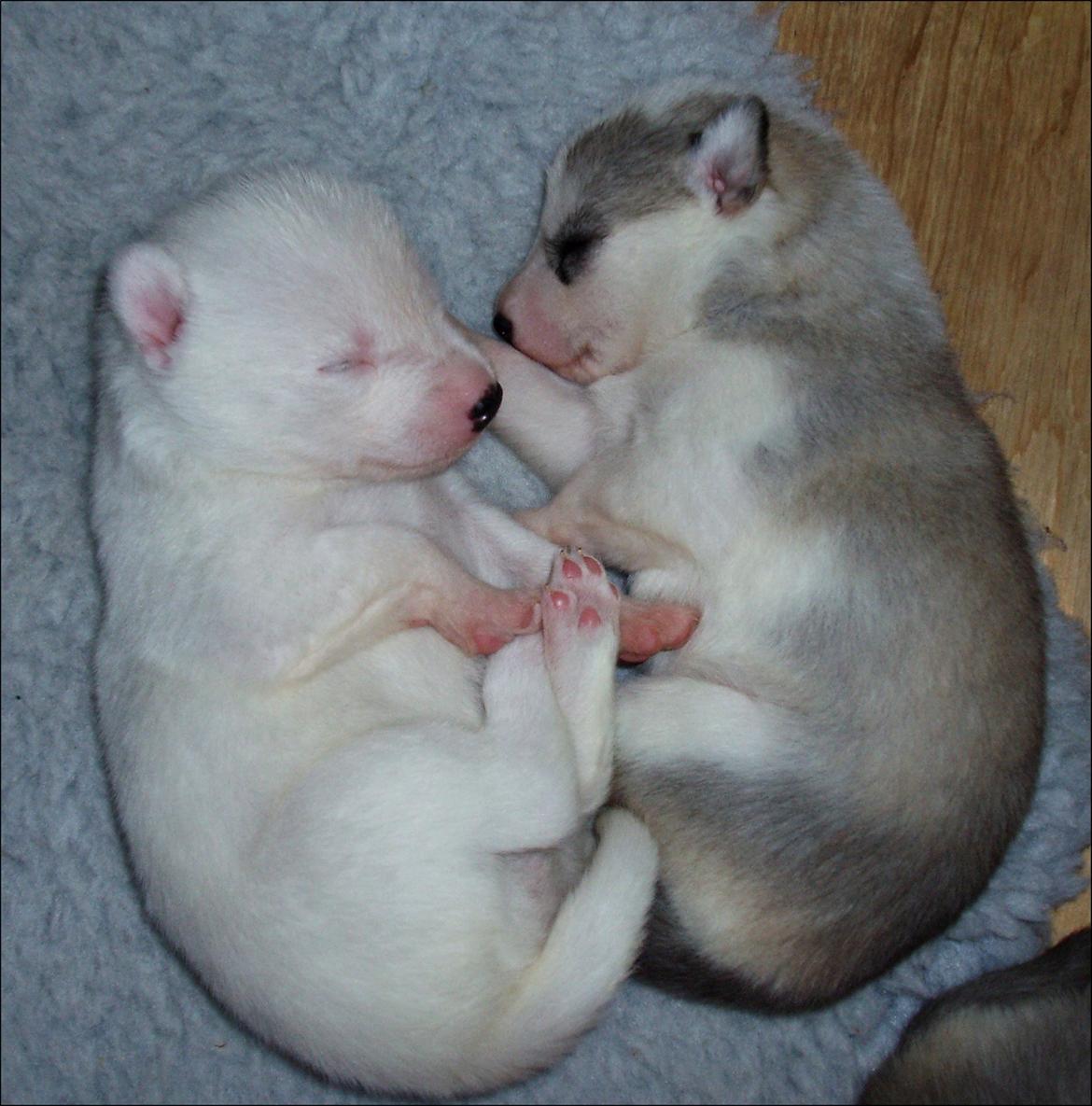 Siberian husky Tori - Tori få dage gammel billede 14