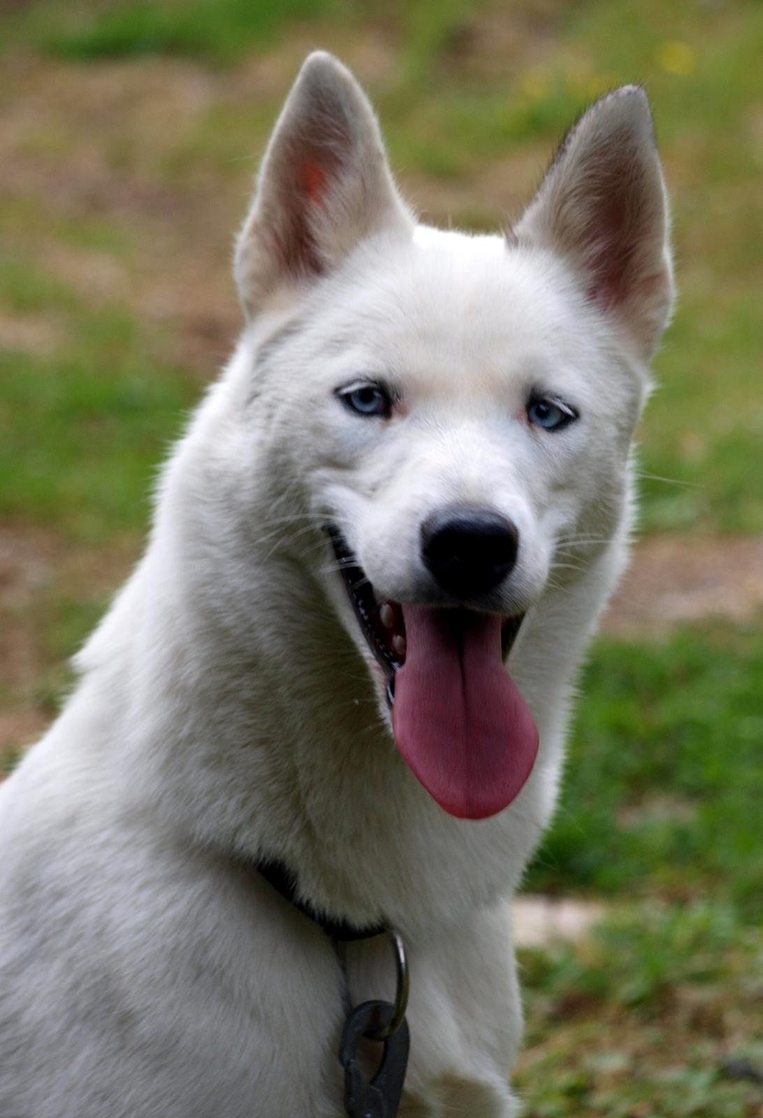 Siberian husky Tori - Tori som stor hvalp billede 13