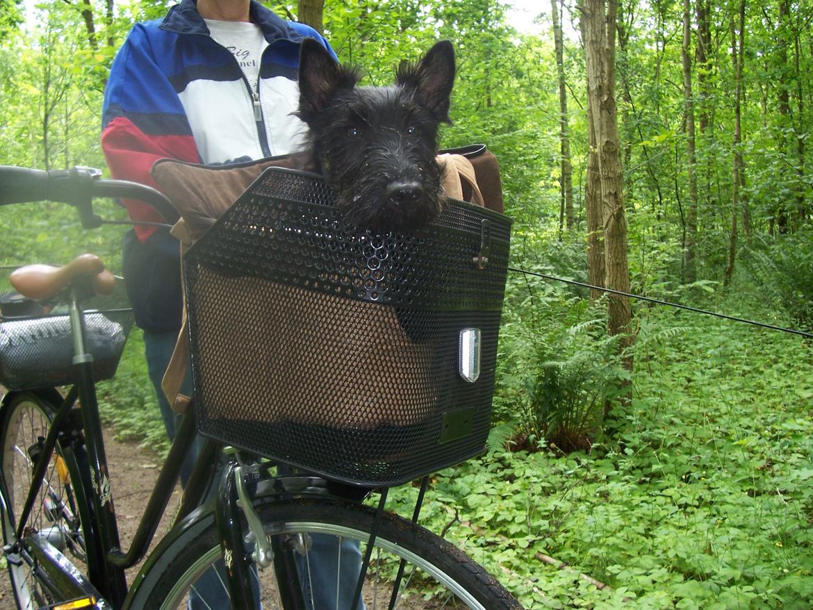 Skotsk terrier Tino - Tino på sin første cykeltur billede 8