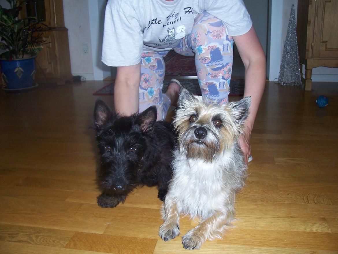 Skotsk terrier Tino - Tino og Glenda billede 9