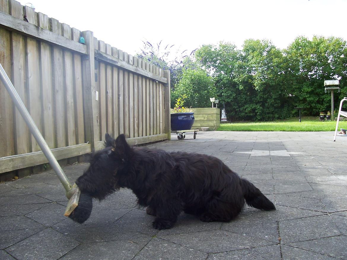 Skotsk terrier Tino - Tino elsker at hjælpe med at feje :) billede 10