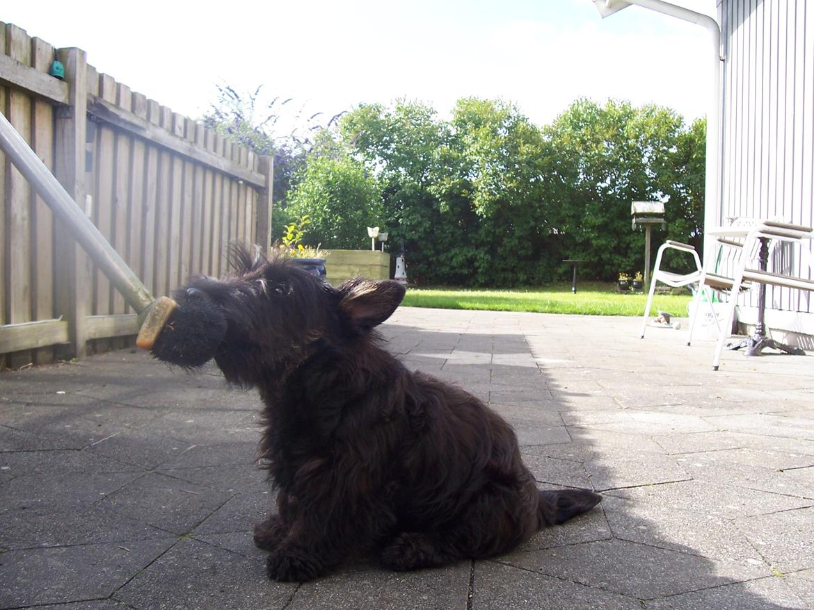 Skotsk terrier Tino - koste er altså sjove  billede 11