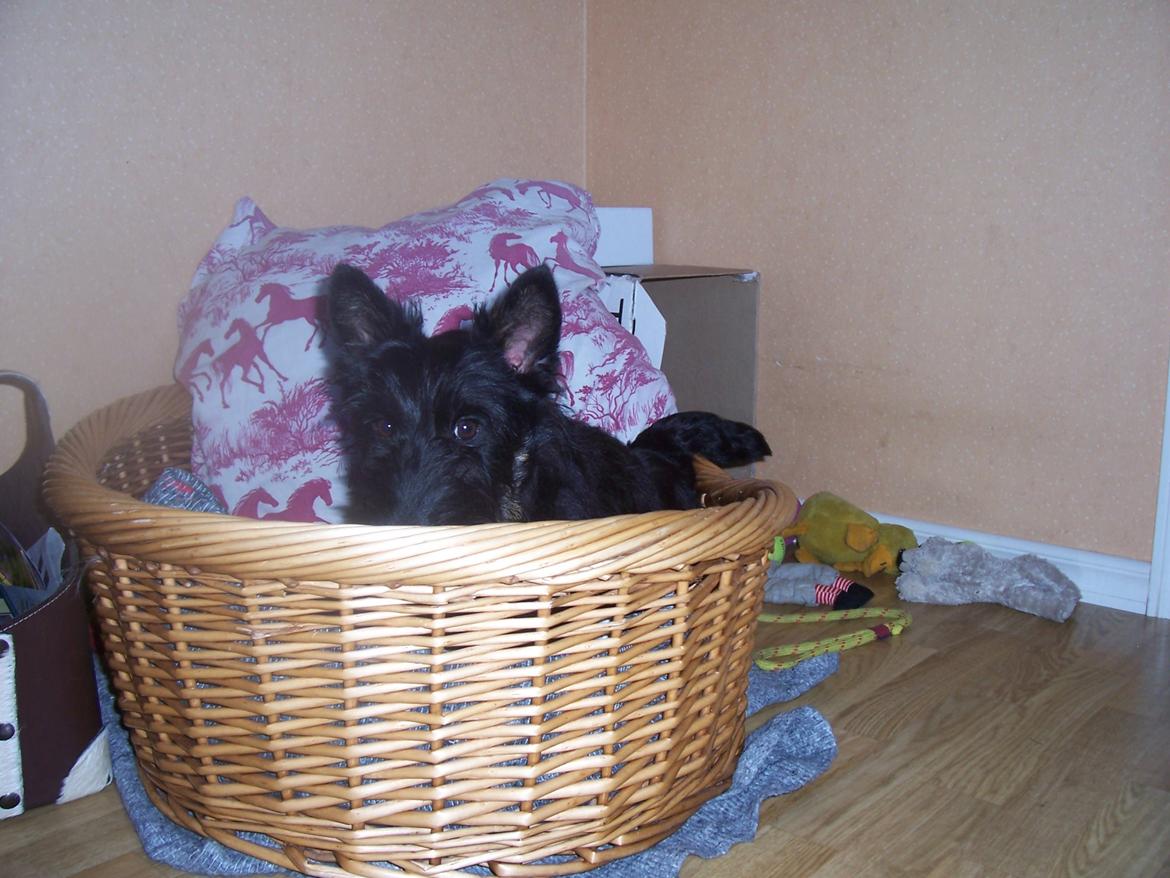 Skotsk terrier Tino - denne kurv er så hyggelig billede 12