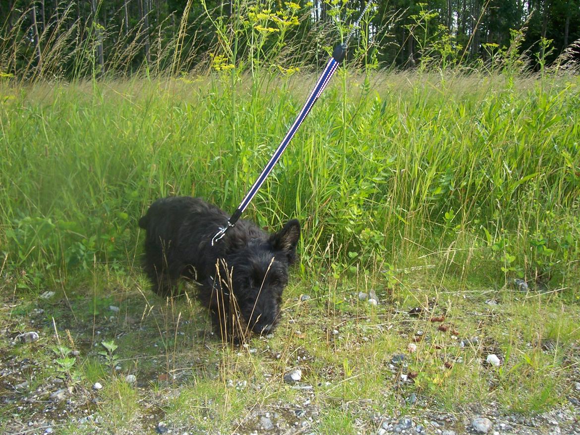 Skotsk terrier Tino - Tino elsker gå ture billede 13