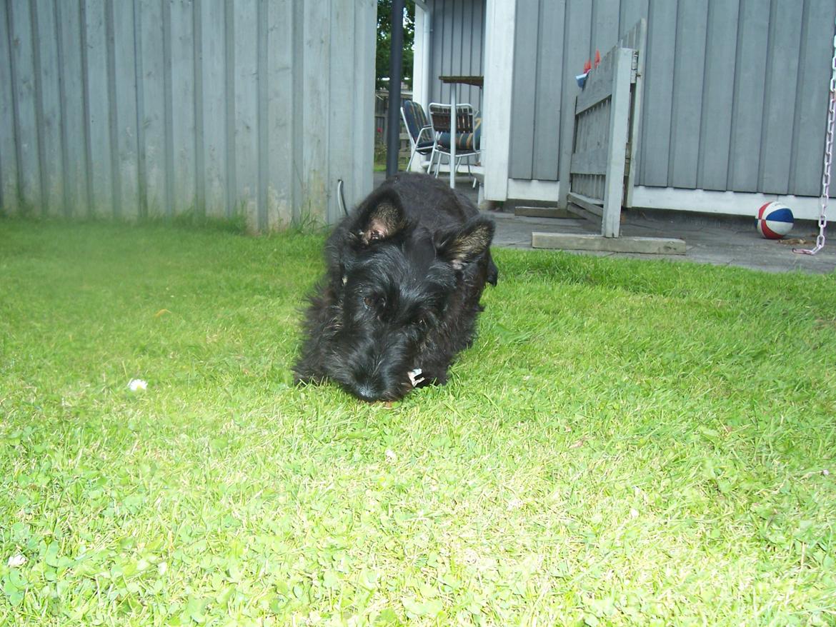 Skotsk terrier Tino - Tino er vild med at være i mine forældres have billede 14