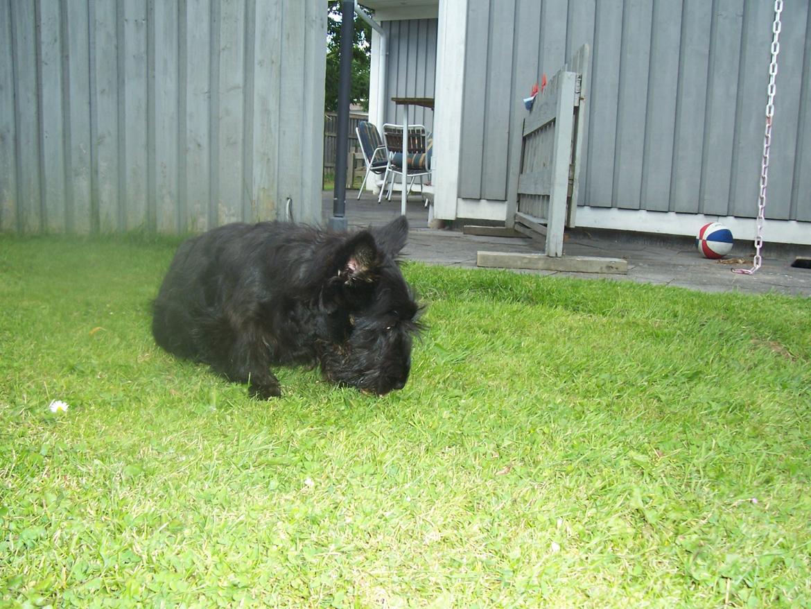 Skotsk terrier Tino - spændende med græs under fusserne. billede 15
