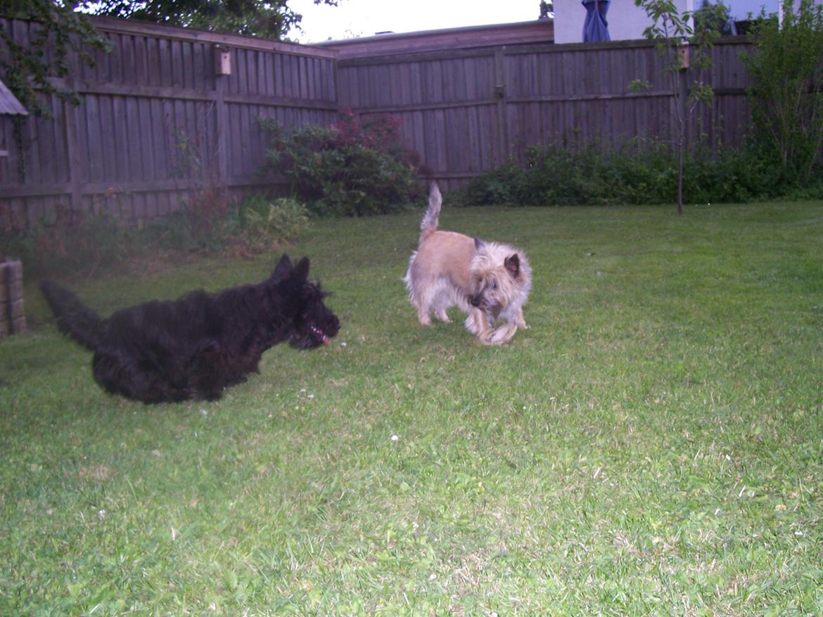 Skotsk terrier Tino - Glenda du skal lege med mig siger Tino billede 16