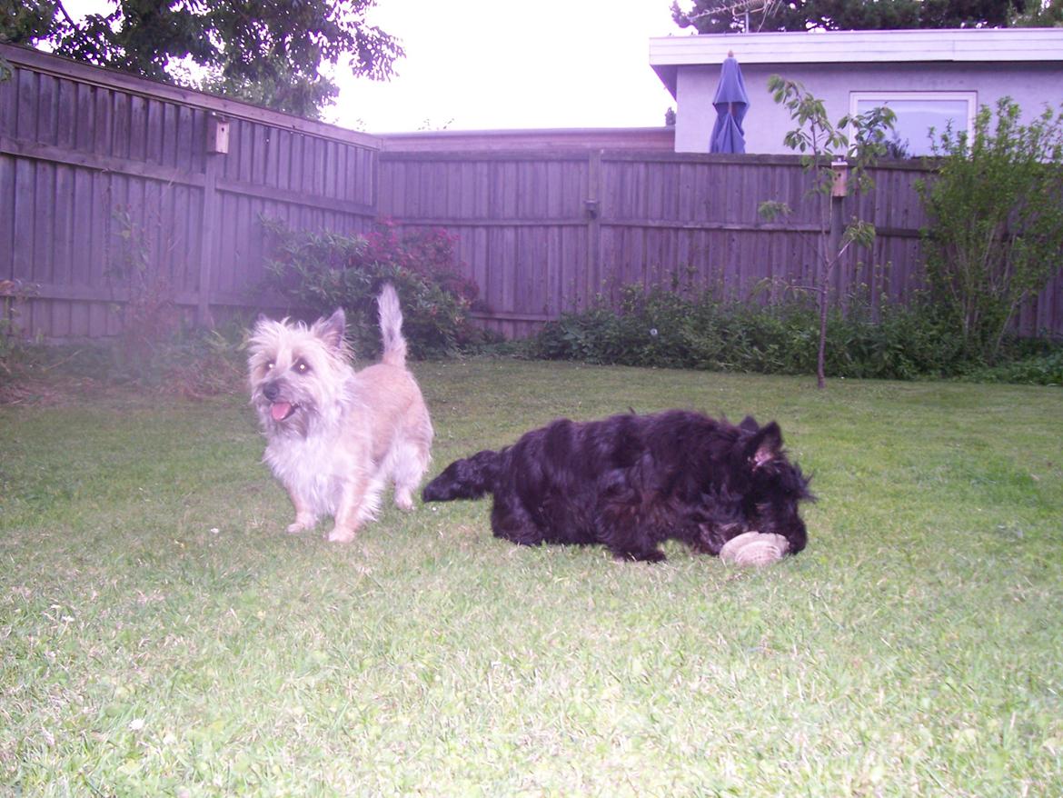 Skotsk terrier Tino - hi hi hi Glenda jeg har taget dit legetøj billede 17