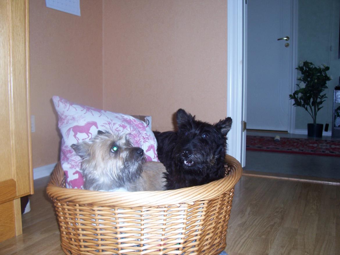 Skotsk terrier Tino - skal vi putte sammen Glenda? billede 18