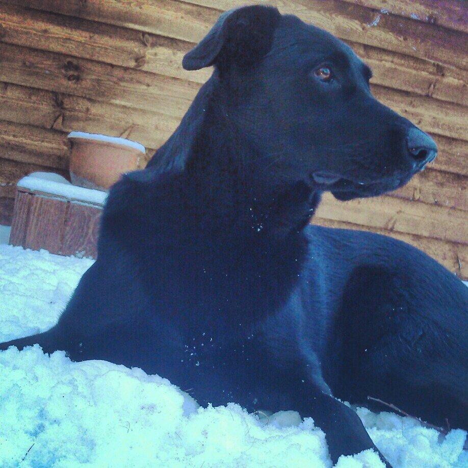 Blanding af racer Santos billede 2