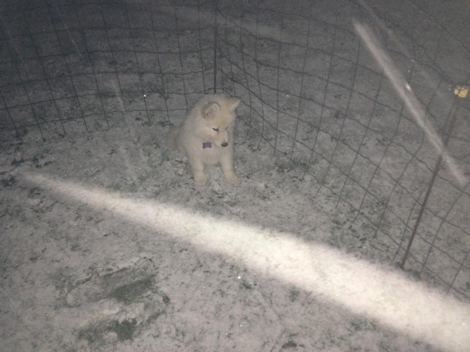 Hvid schæfer Mynte - Myntes første sne billede 7