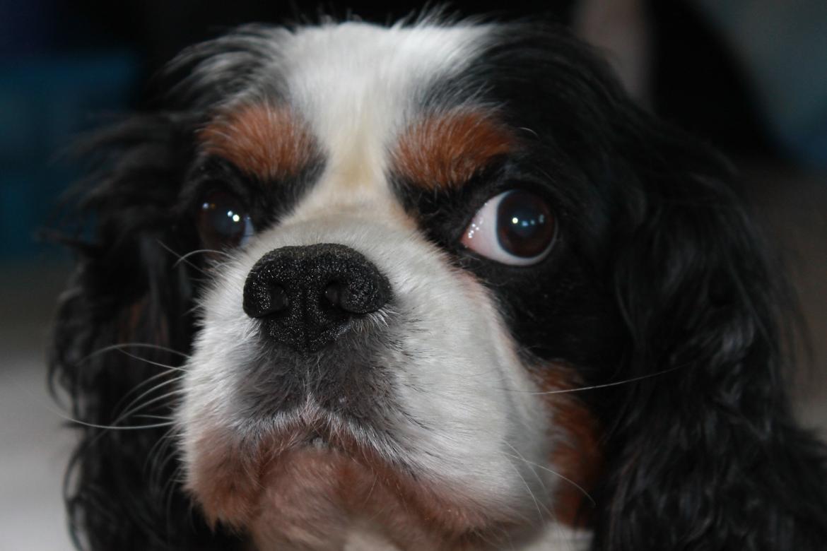 Cavalier king charles spaniel Lucky billede 13