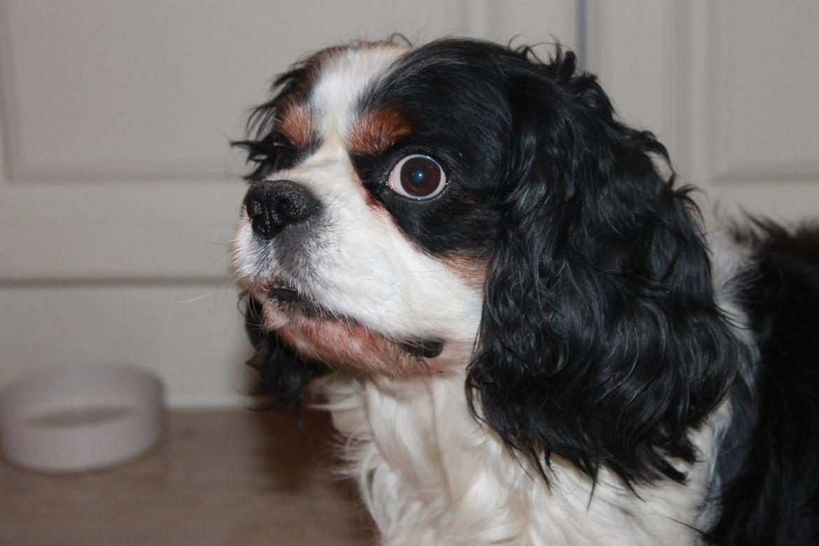 Cavalier king charles spaniel Lucky billede 14