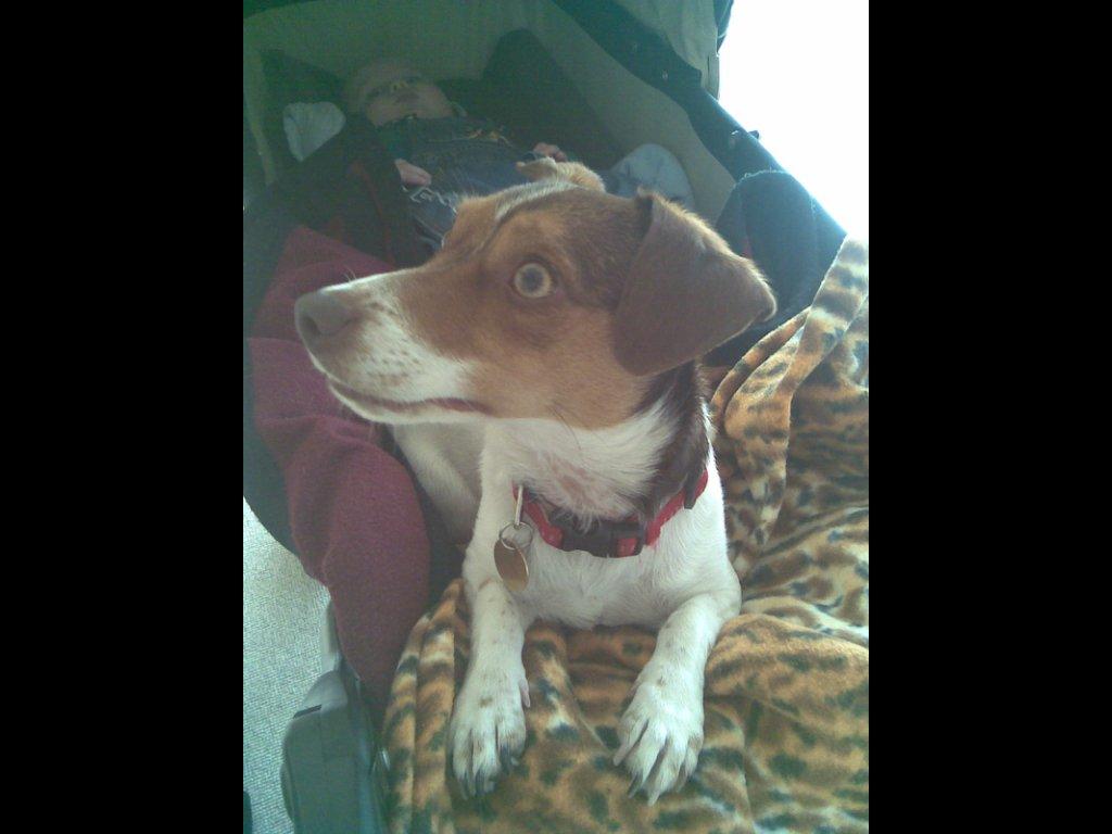 Blanding af racer signe<3 billede 11