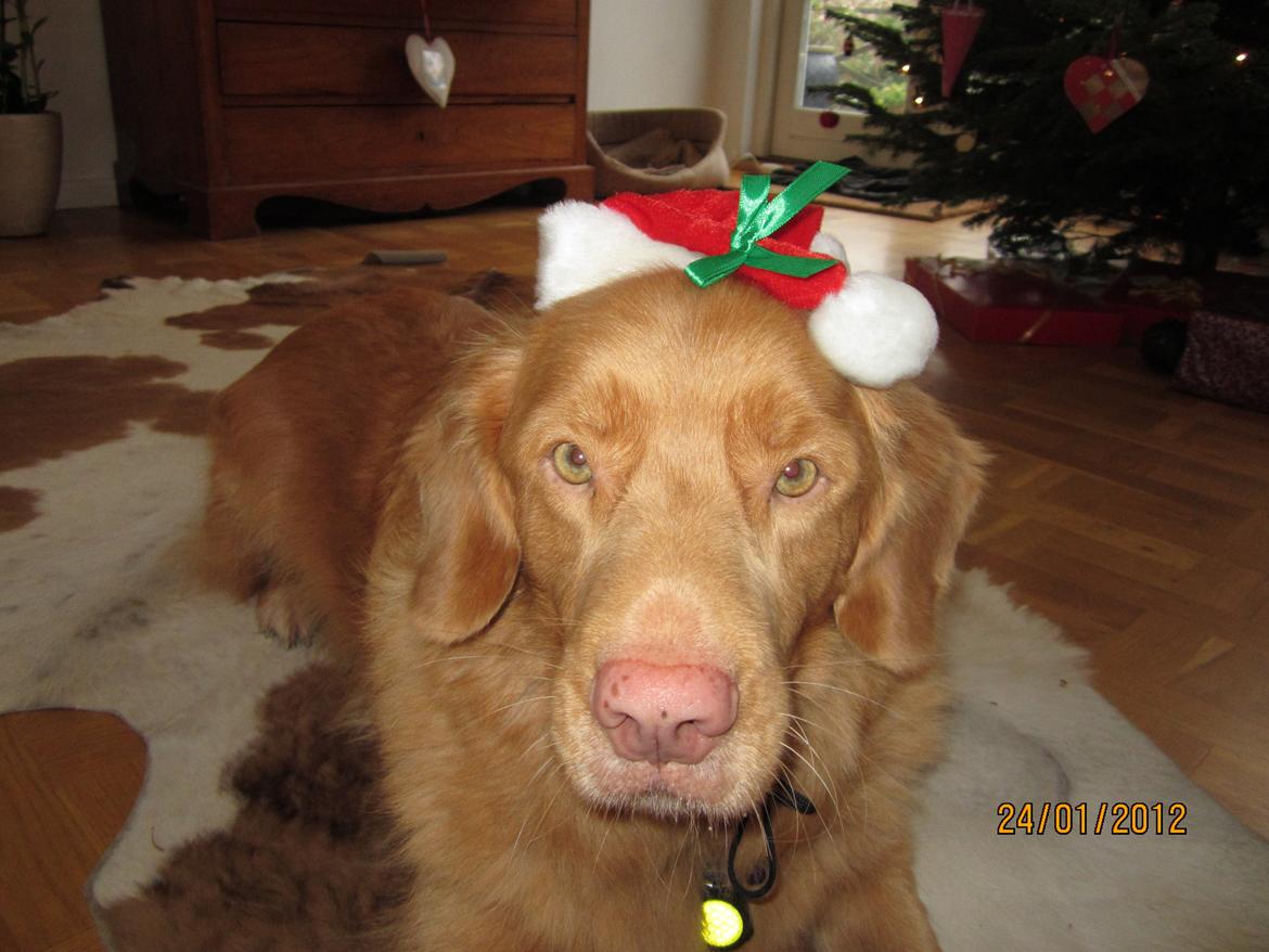 Nova scotia duck tolling retriever Simba - Åårh lille søde Simba med hans nissehue!<3 billede 15