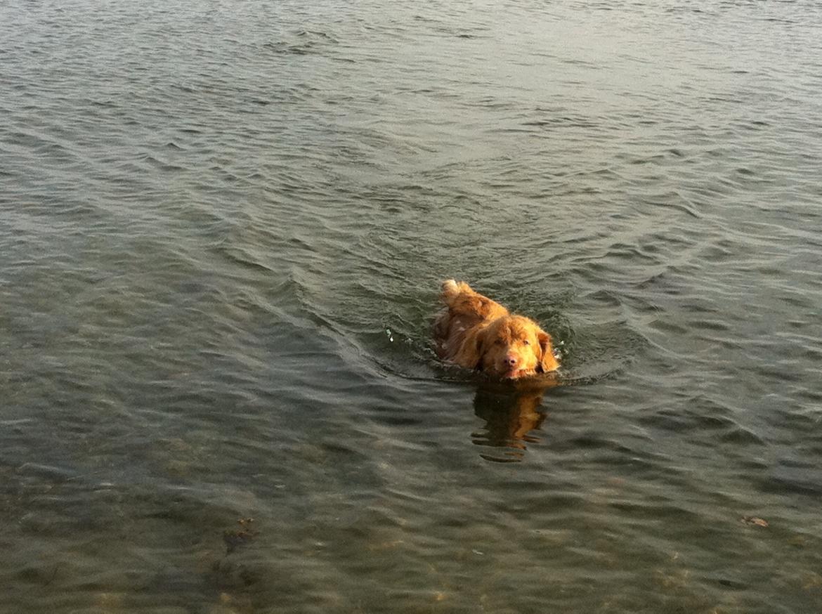 Nova scotia duck tolling retriever Simba - Ude og bade ;-) billede 10